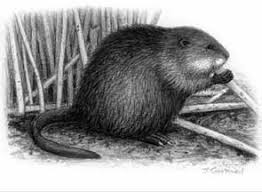 Muskrat