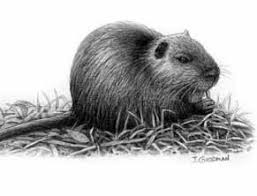 Nutria