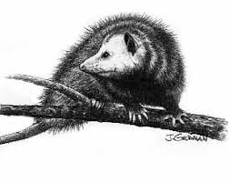 Opossum