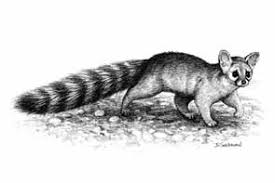 Ringtail