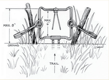 Body Grip Traps on Land