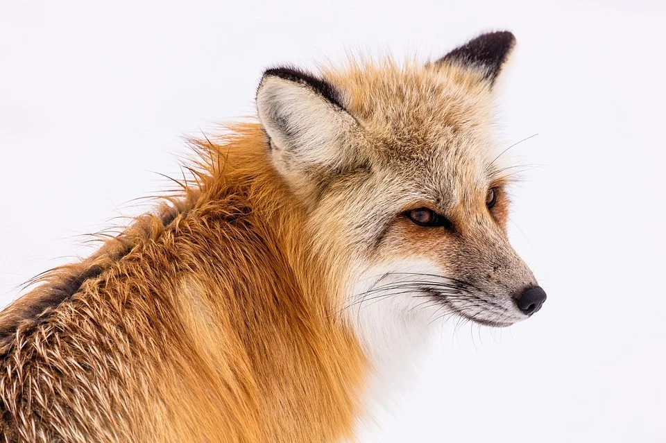 red-fox-2230731_960_720.jpg