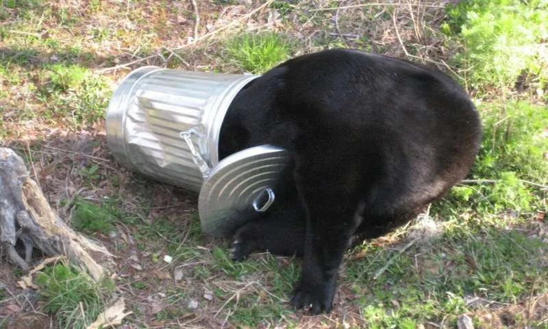 (Photo | Florida Fish and Wildlife )