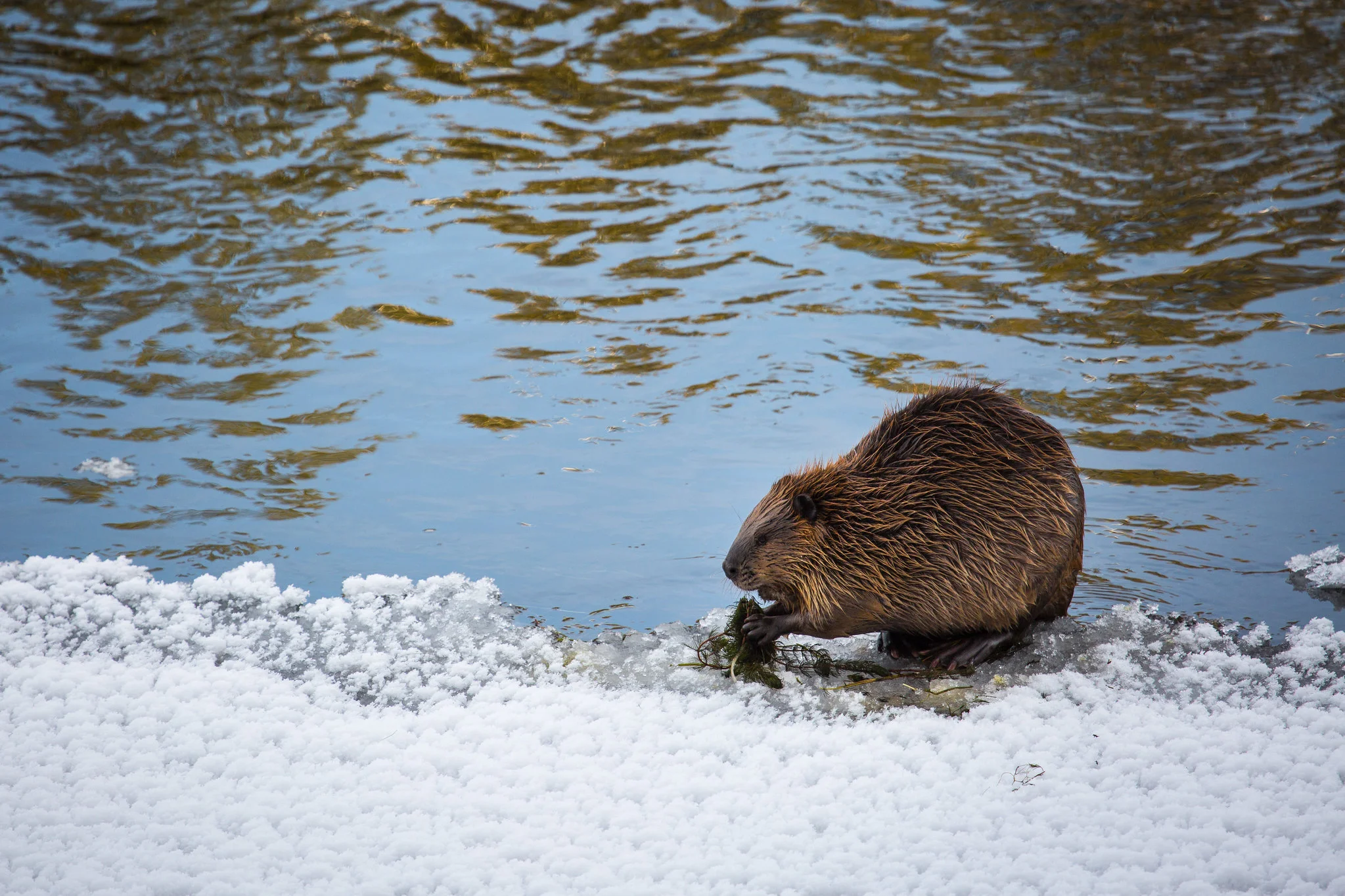 What Is A Furbearer? — Furbearer Conservation