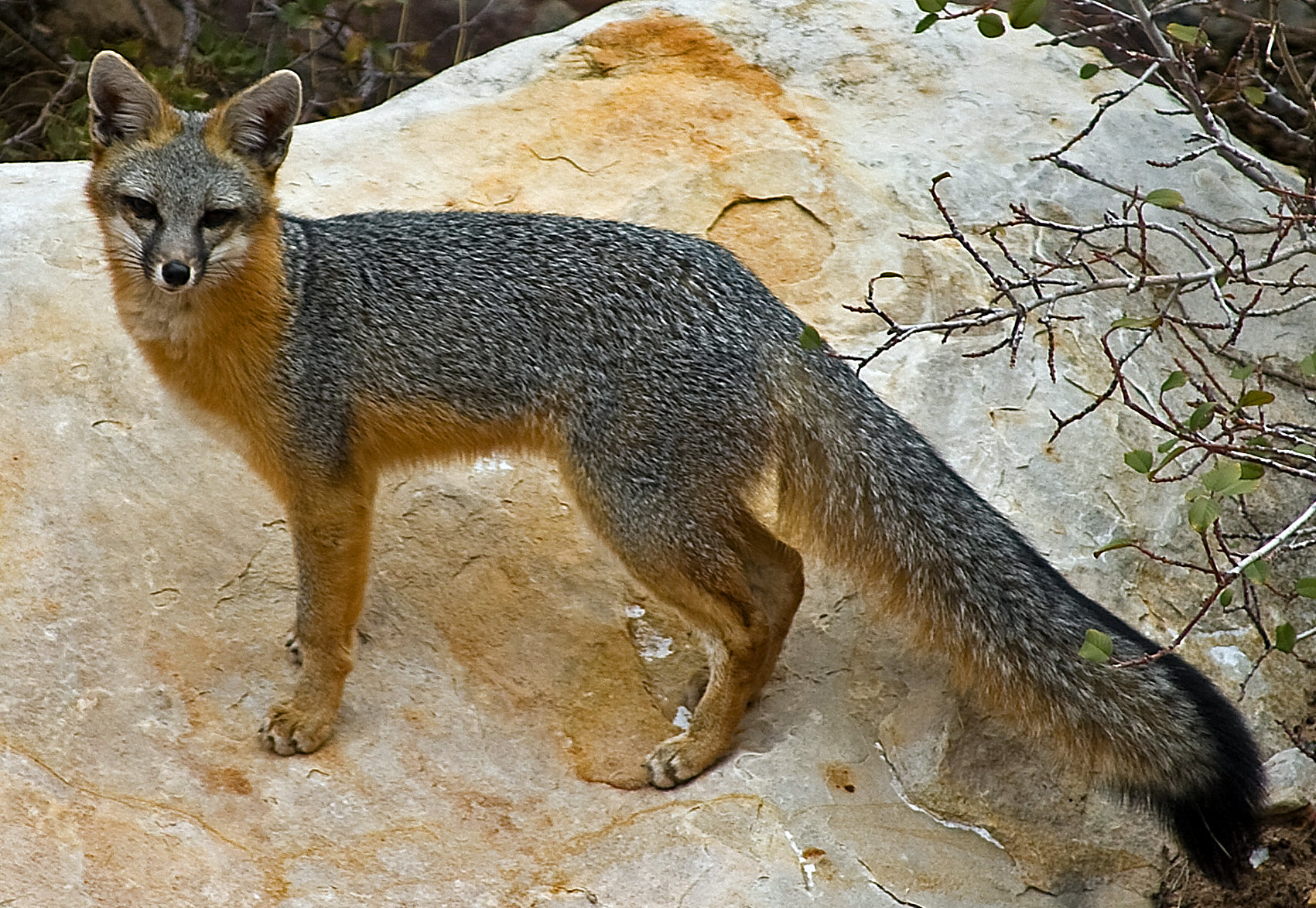 Gray Fox