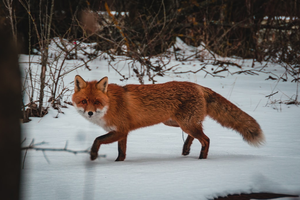 Red Fox