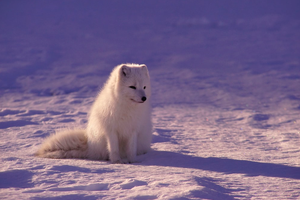 Arctic Fox