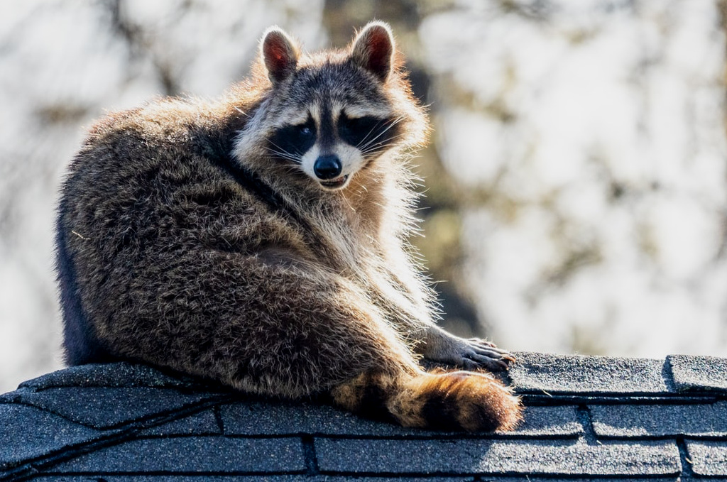 Raccoon