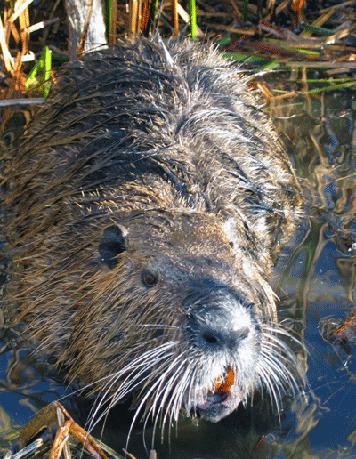 Nutria