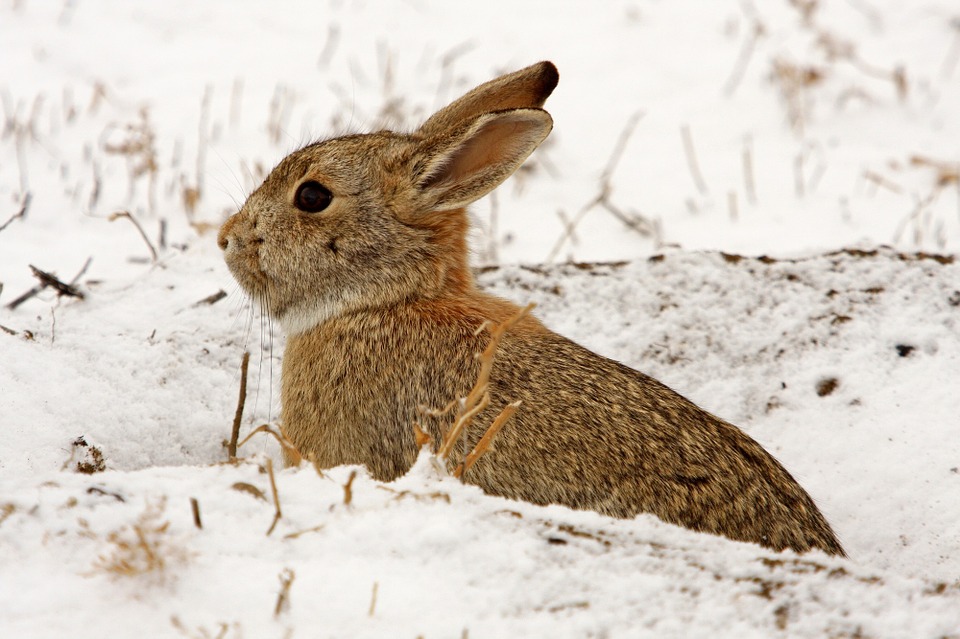 Rabbits