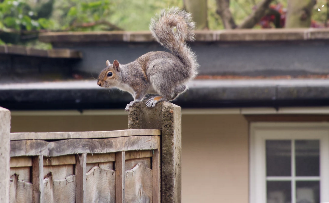 Squirrels