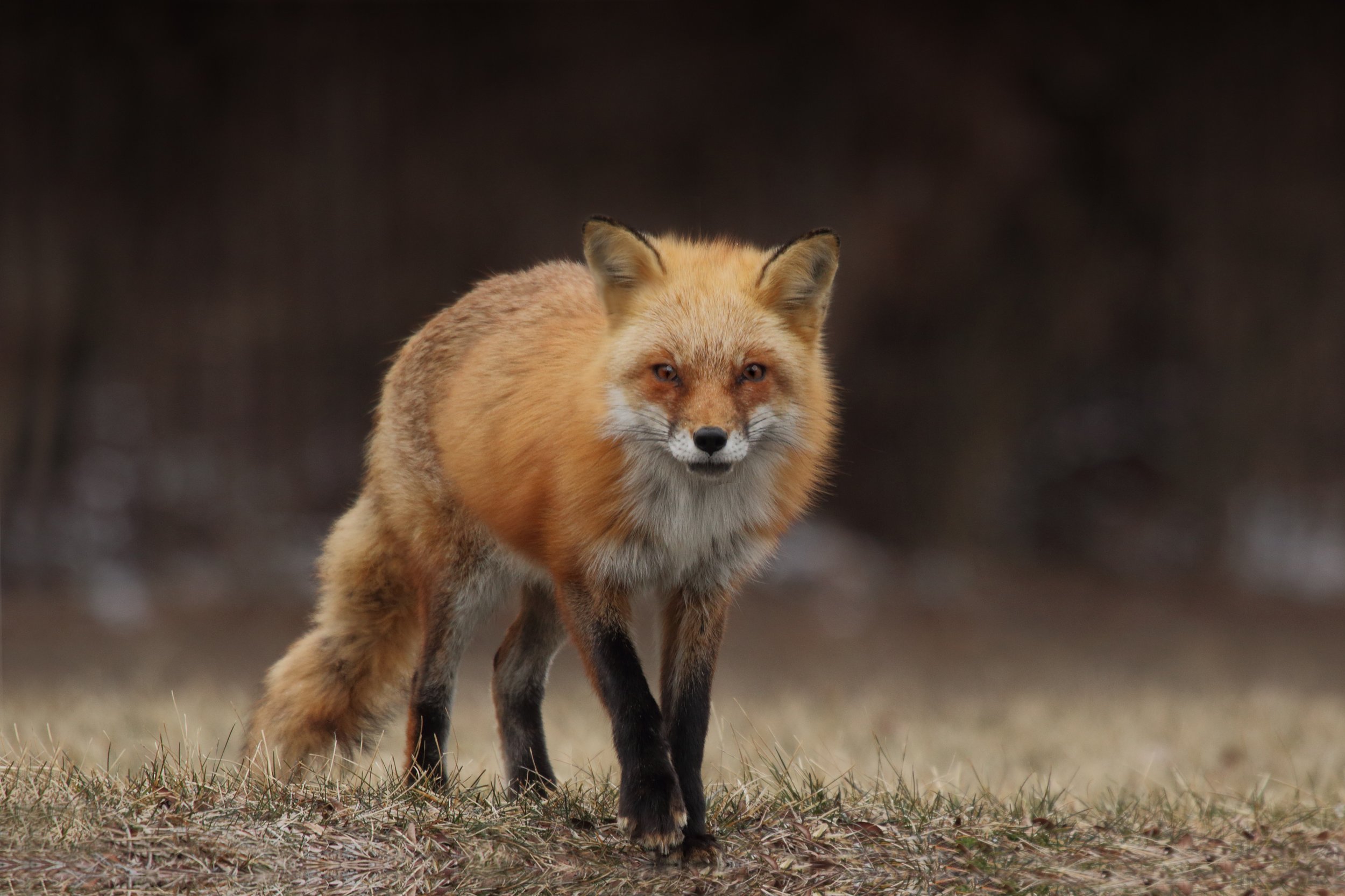 A Tale of Two Reds: Old-world versus New-world Red Fox — Furbearer  Conservation