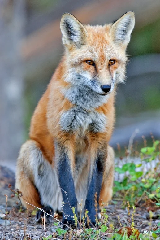 The British Columbia red fox - Vulpes fulva abietorum (Photo | Alan D. Wilson)