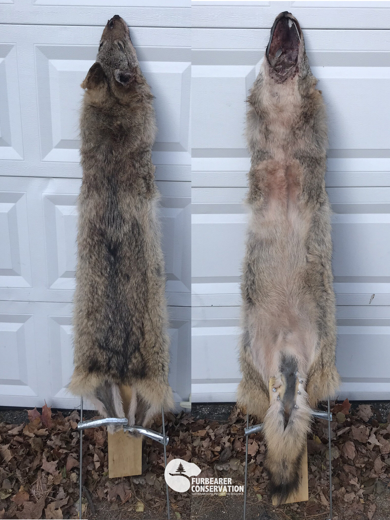 Tanned Coyote Hide #2 Quality NO Tail Split Open Fur 