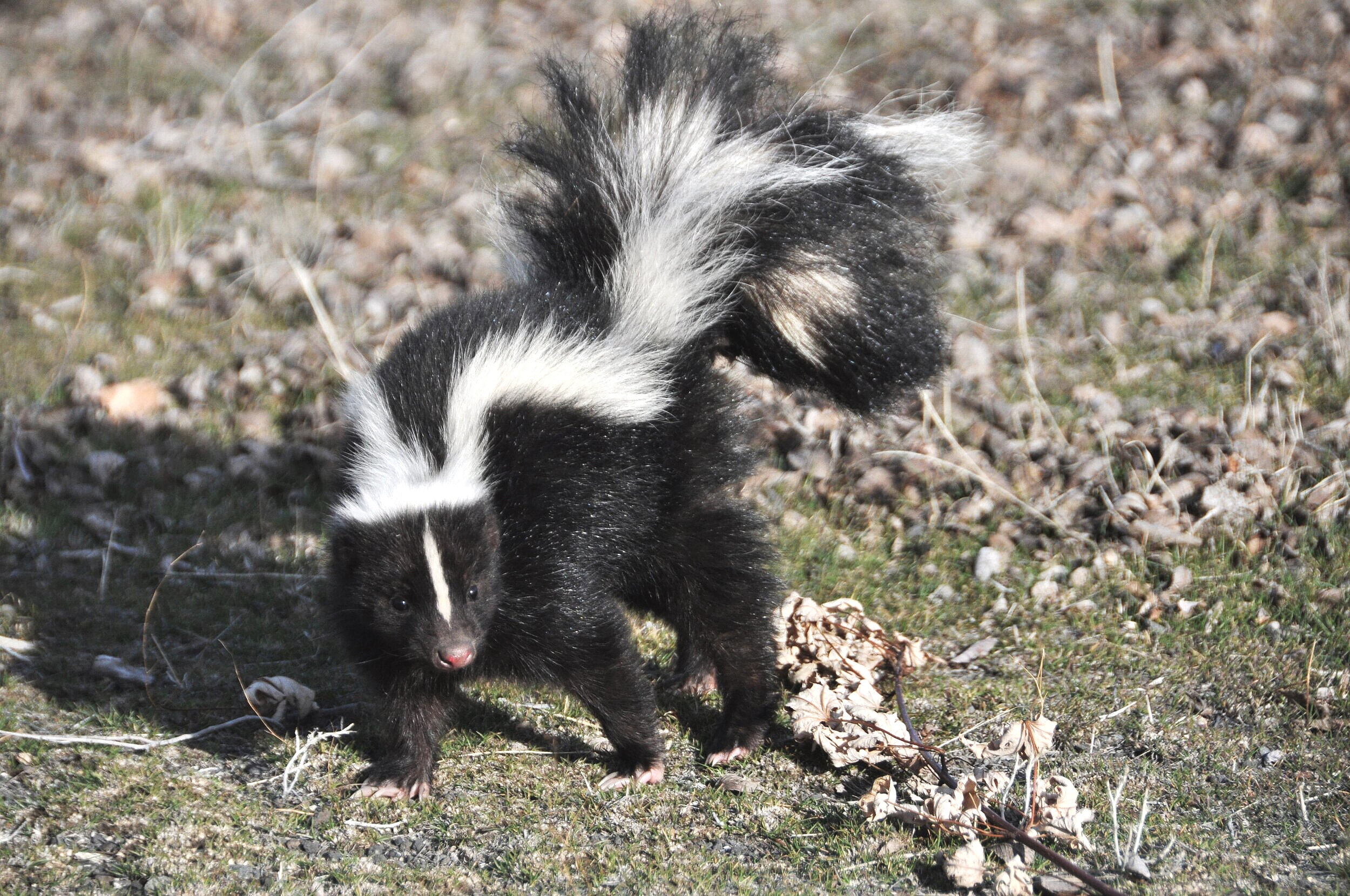 That Smell: The 5 species of skunks you didn't know existed! — Furbearer  Conservation