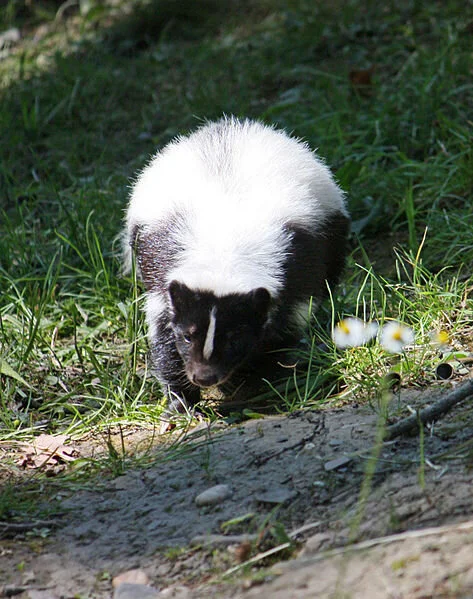 That Smell: The 5 species of skunks you didn't know existed ...