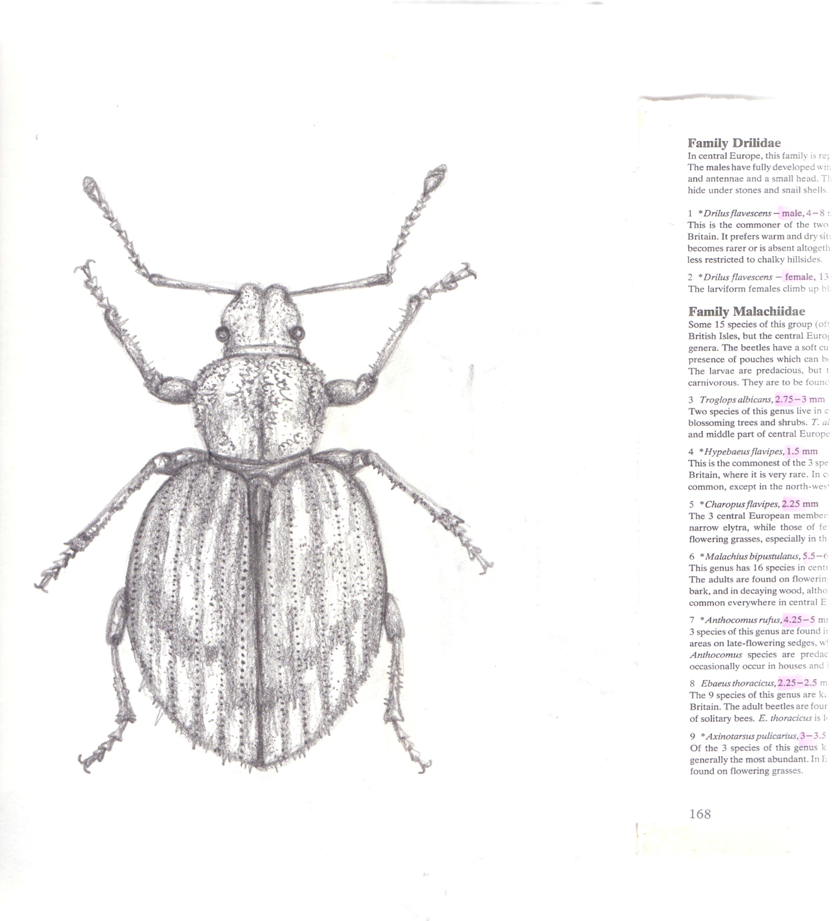 Drawing4.jpg