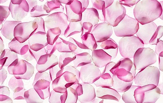 DIY Rose Water