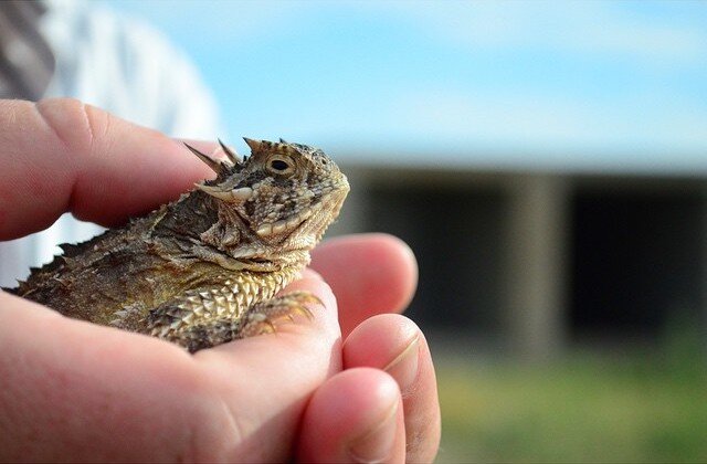 horny toad.jpeg