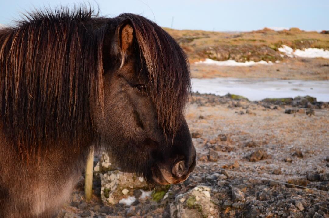 icelandic horse 2.jpeg