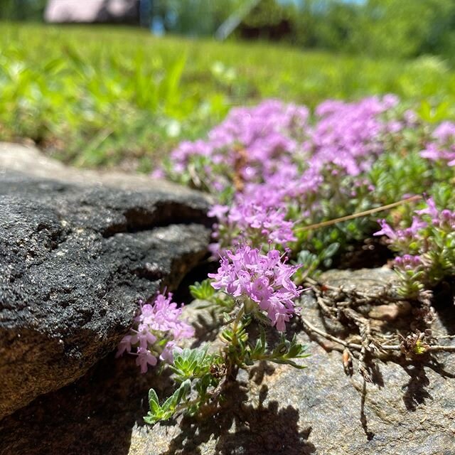 Flowering creeping thyme #thegrassyknollfarm