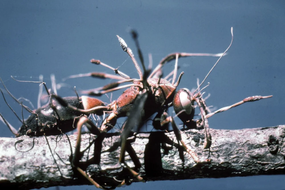  Cordyceps Foto: Erich G. Valler/USDA Forest Service 