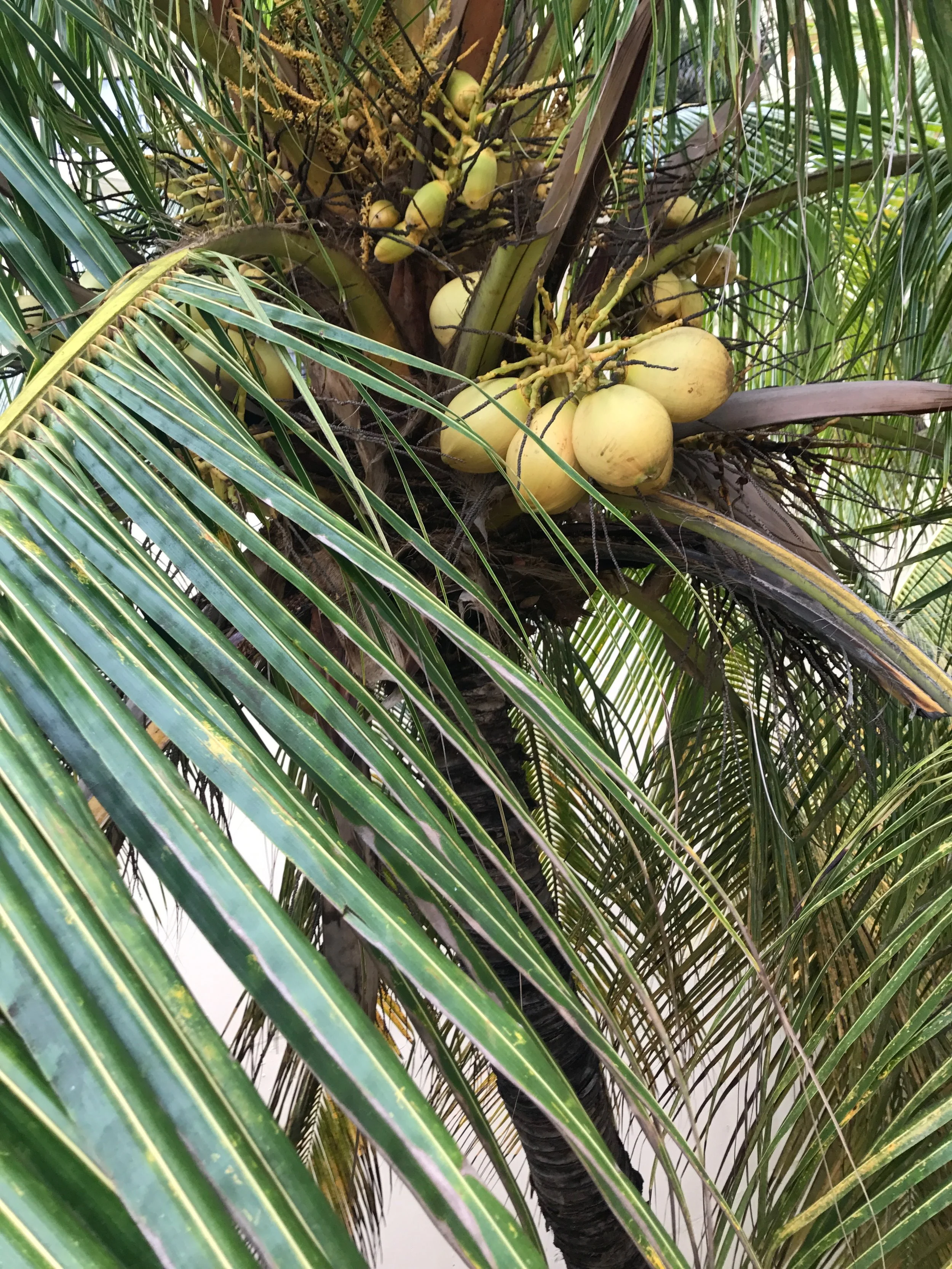 There were so many coconuts it was crazy...we asked a worker if we would be able to have one and he ended up cutting one down for us to drink and eat. 