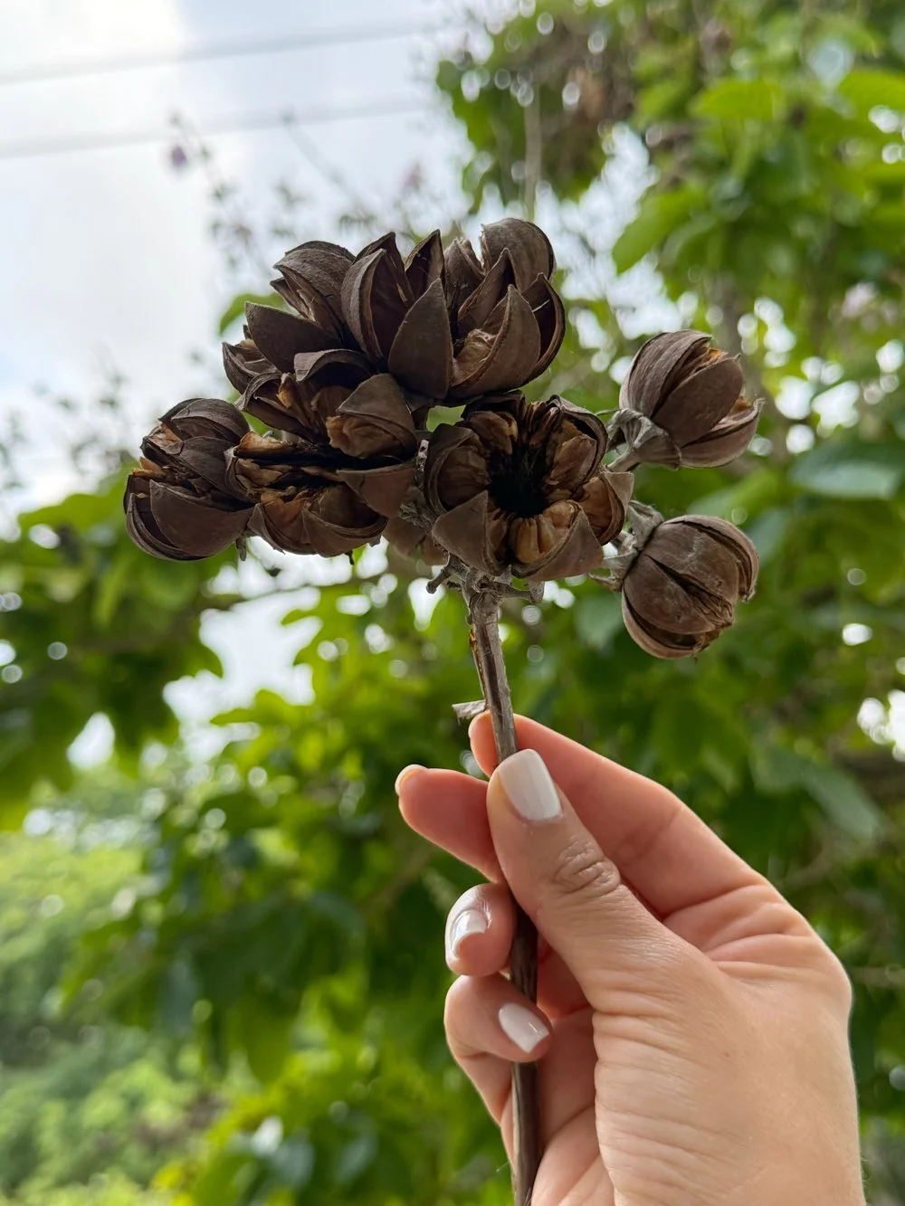 Queen-Crape-Myrtle-dried-pods.jpg
