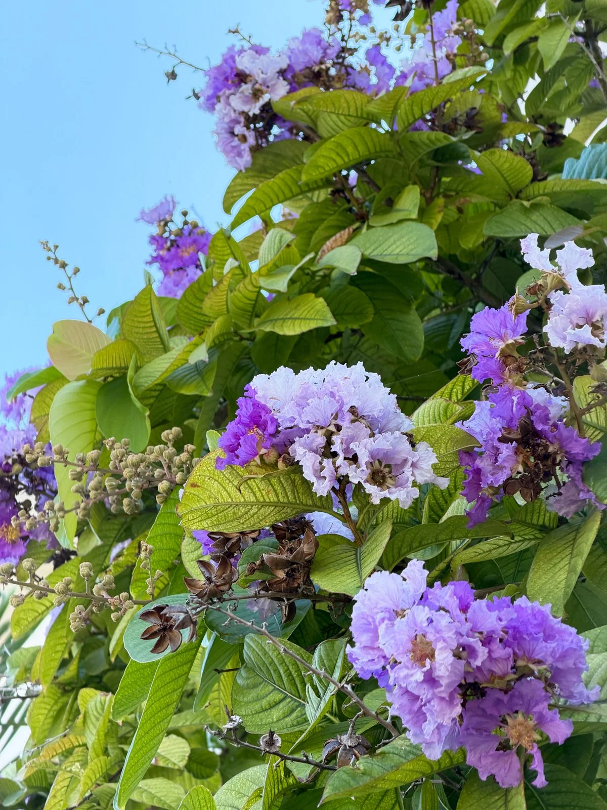 Queen-Crape-Myrtle-1.jpg