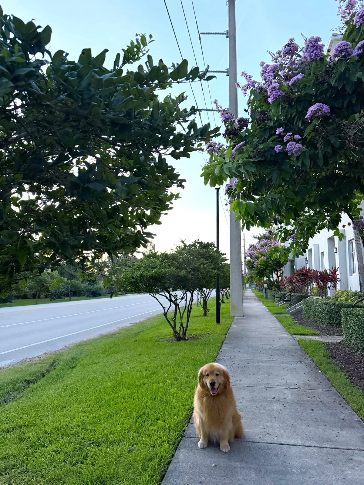 leo-walk-2026.jpg