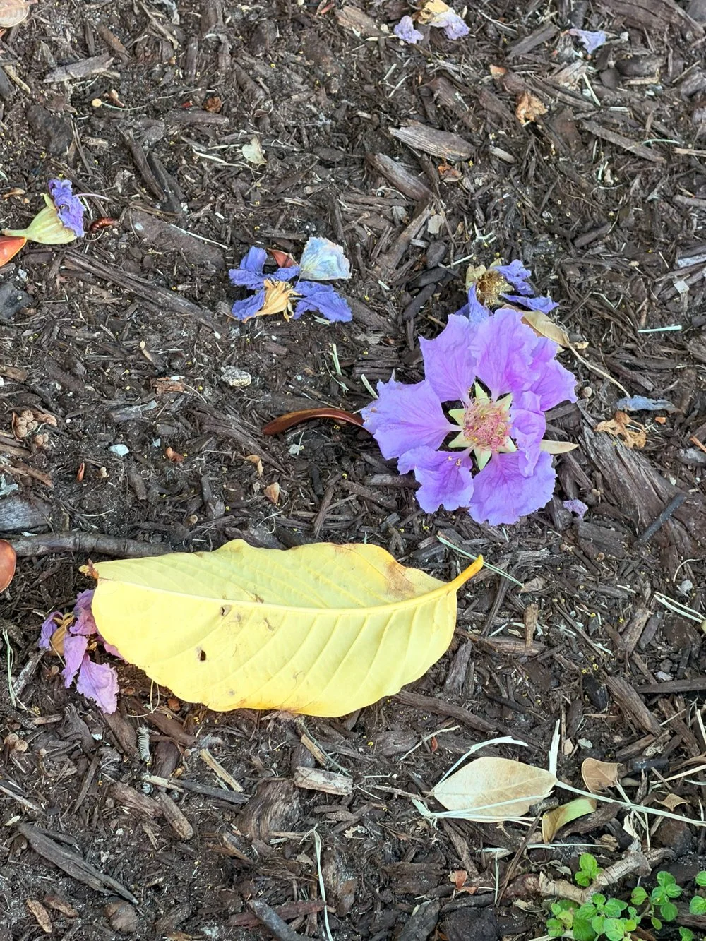 flower-ground.jpg