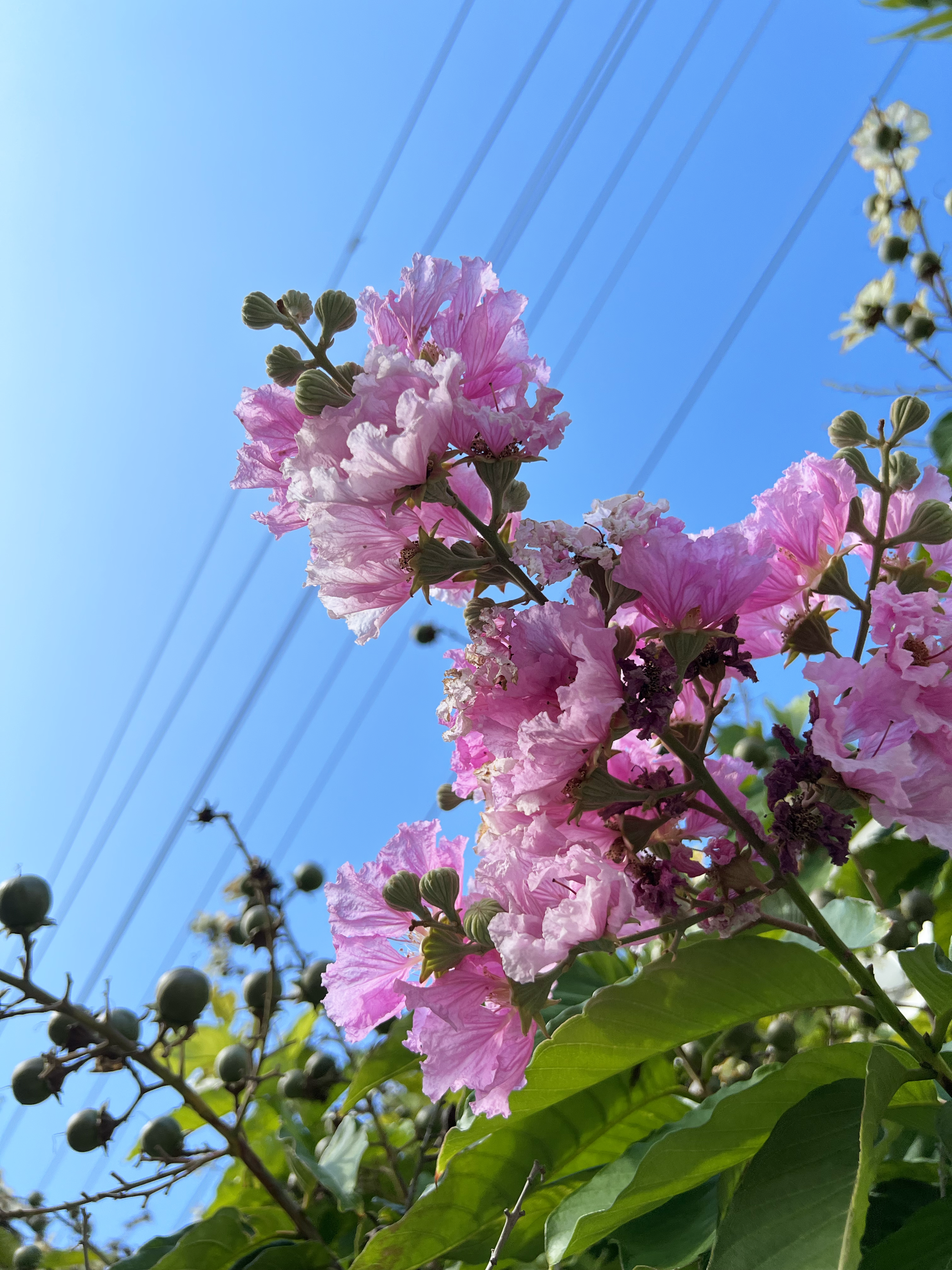 blooming-pink-sky.jpg