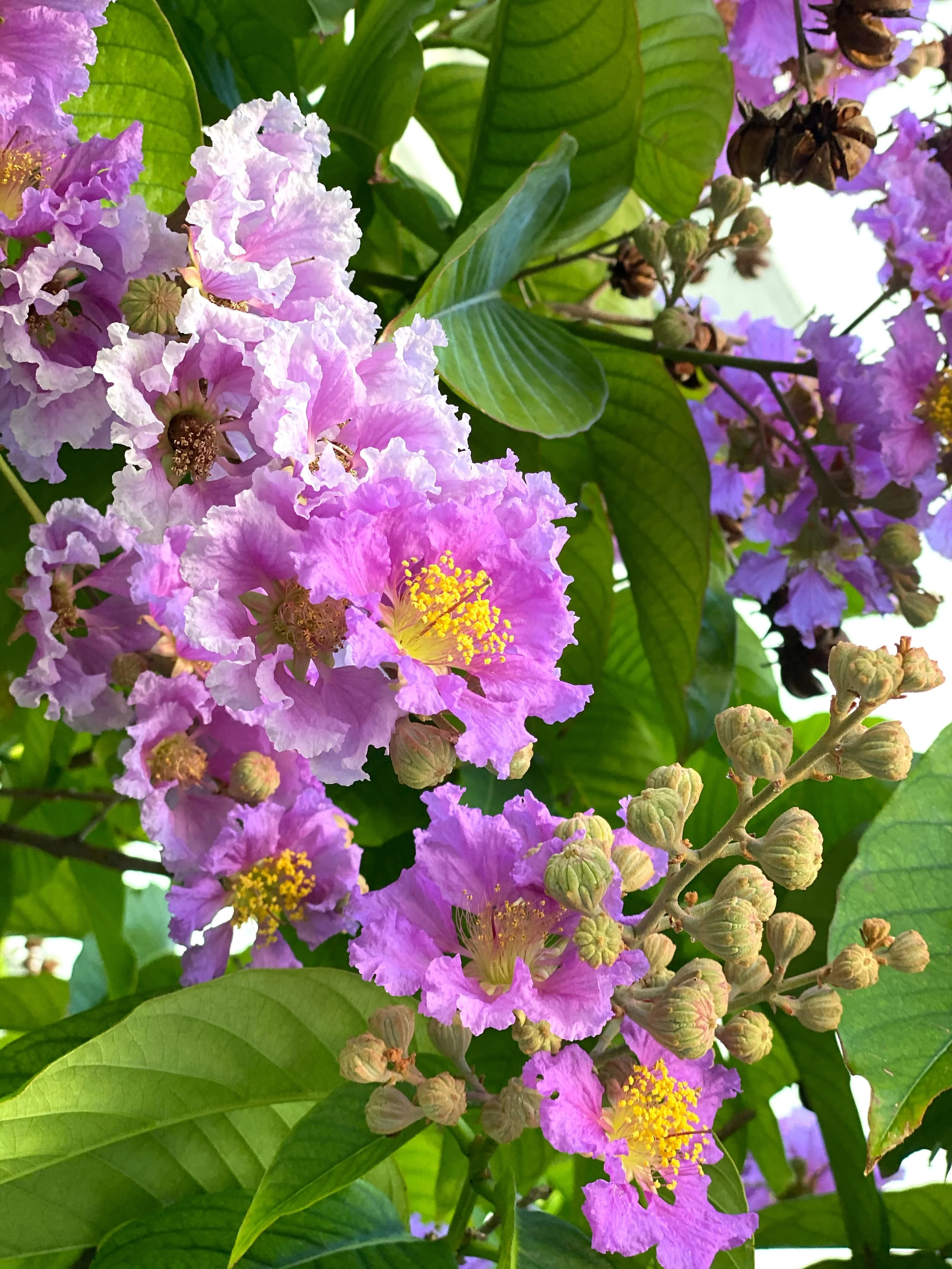 blooming.jpg