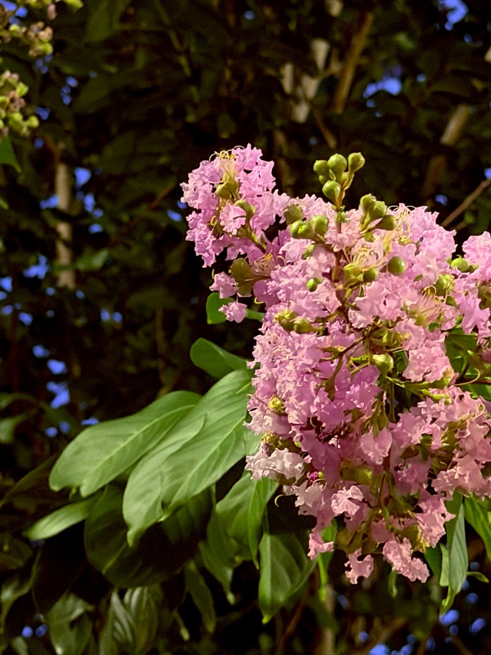 blooming-evening.jpg