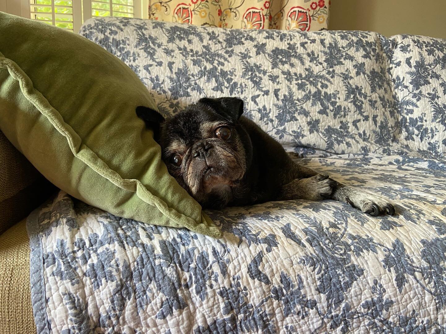 I am very sad to say that yesterday we had to say goodbye to our Holly pug. This has hit me extremely hard. She was always close and full of love these past 12 years. I am going to miss her terribly. #HollyPug