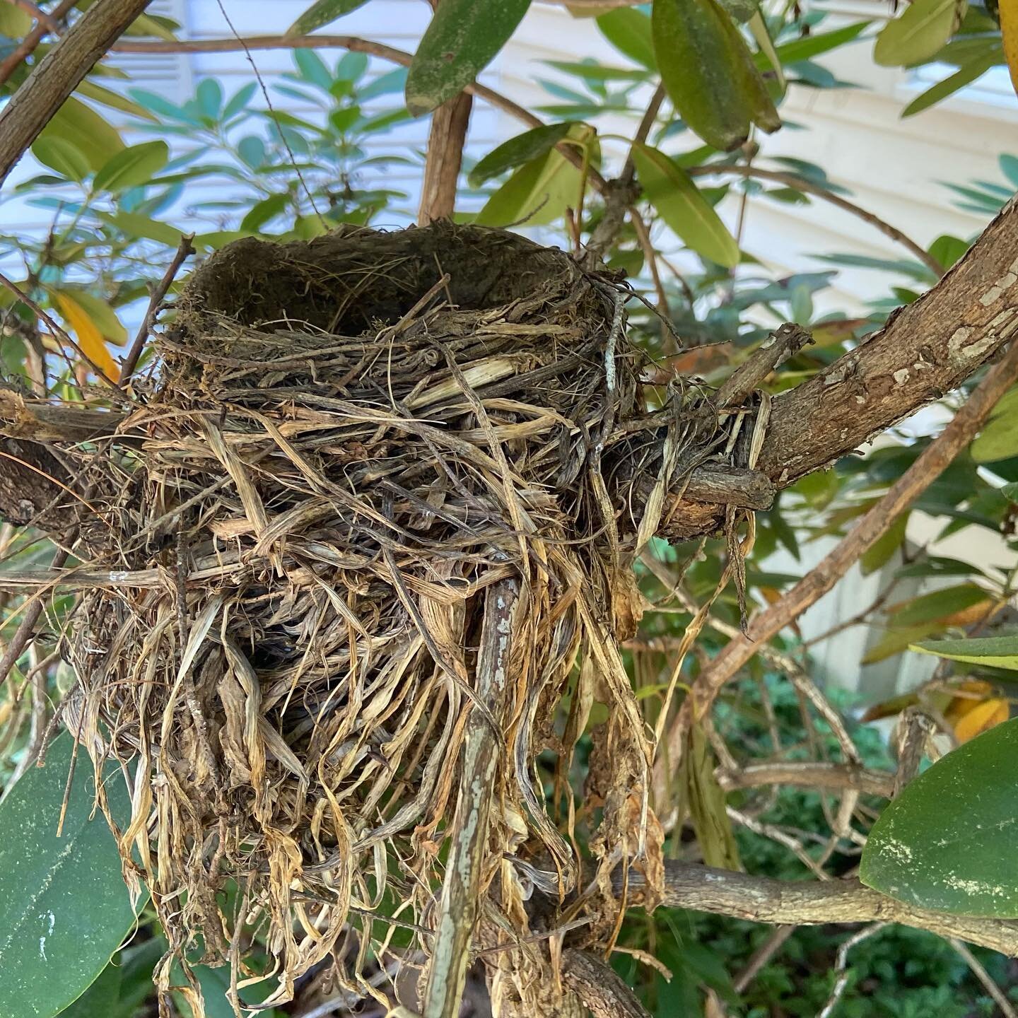I was cutting down a bush but then saw this. So, I had to@stop. There is a certain beauty to it. #birds #art #nest #sharing