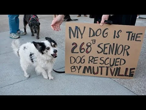 Happy 10th Anniversary, Muttville!