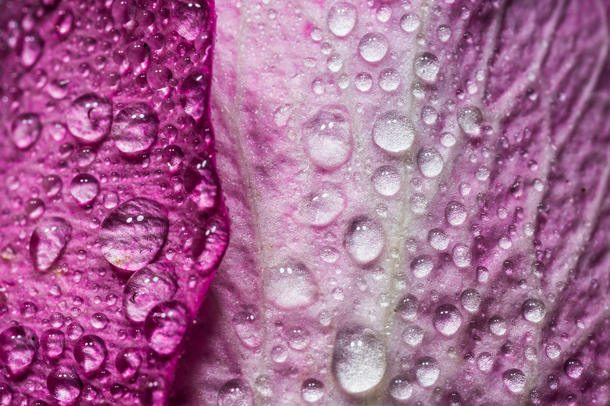 1217_FluidFlowers_24.jpg