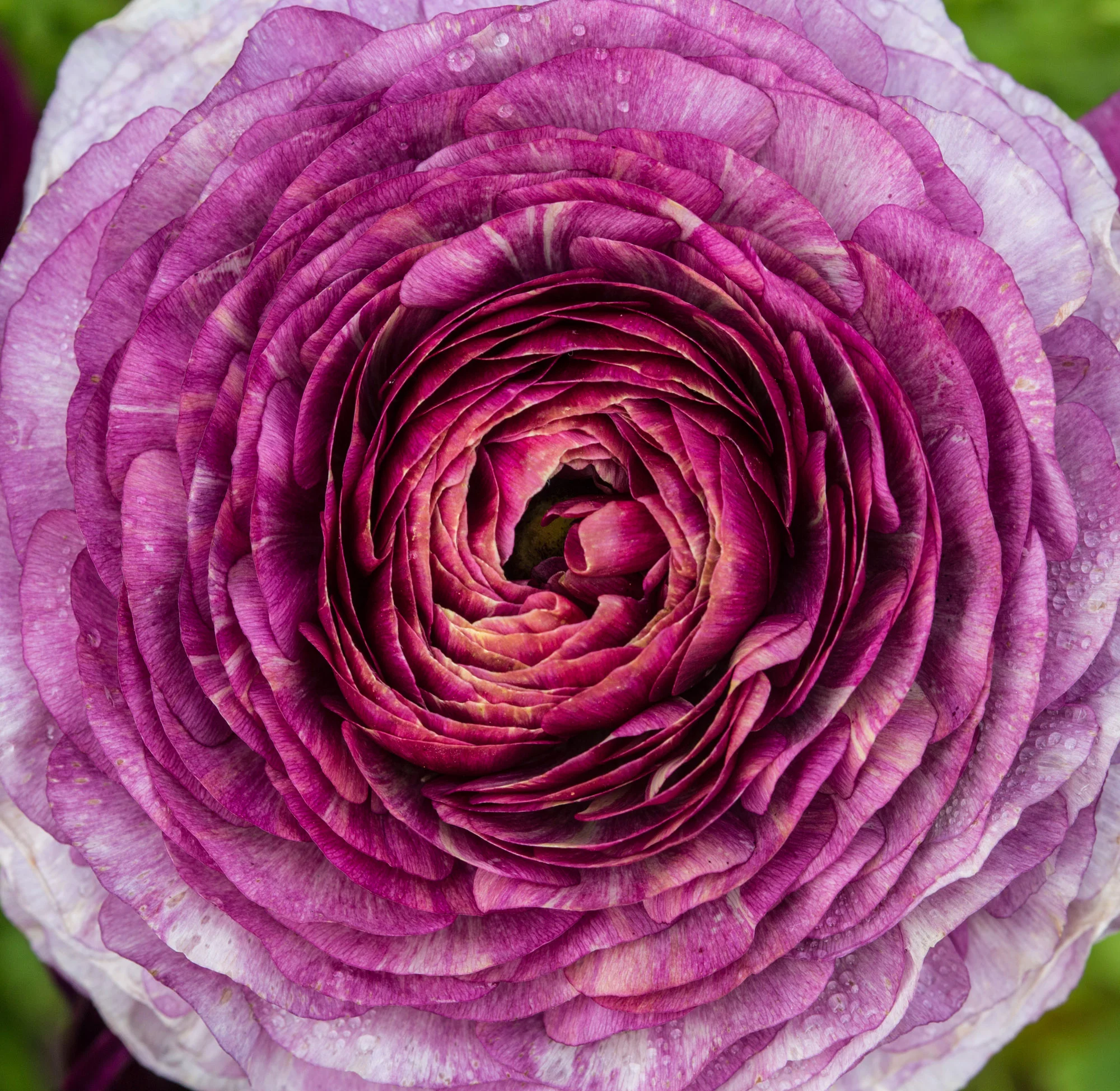 Hope you enjoyed my snapshots, if you're in the SoCal area with time (and its Springtime), check out http://www.theflowerfields.com/ 