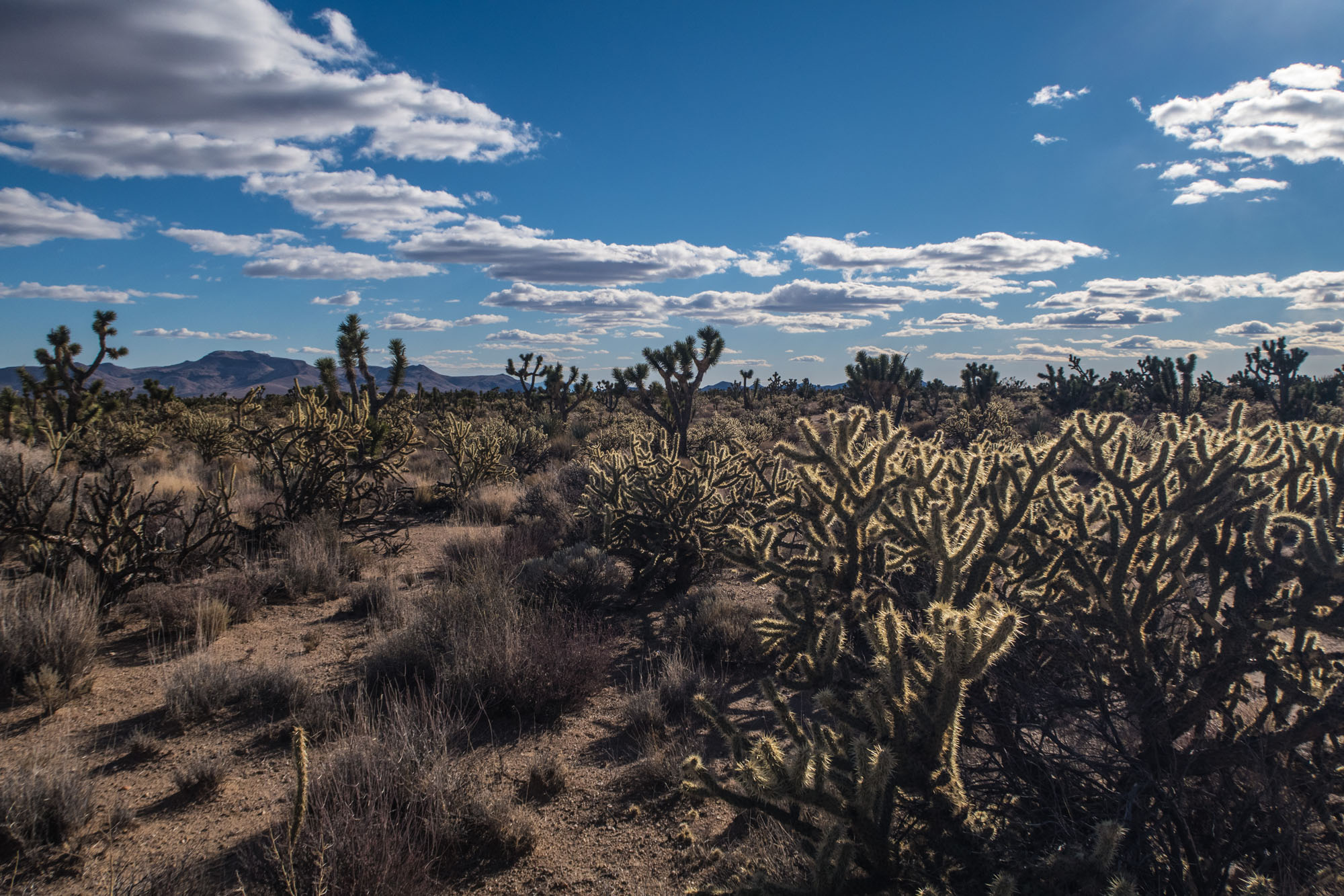 1218_200SeriesMojaveRun-1091.jpg