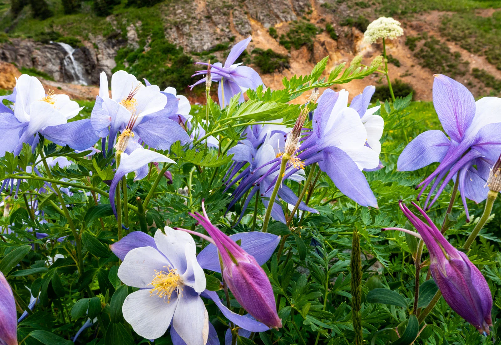 The wildflowers were amazing this year, which was a surprise given their late melt.