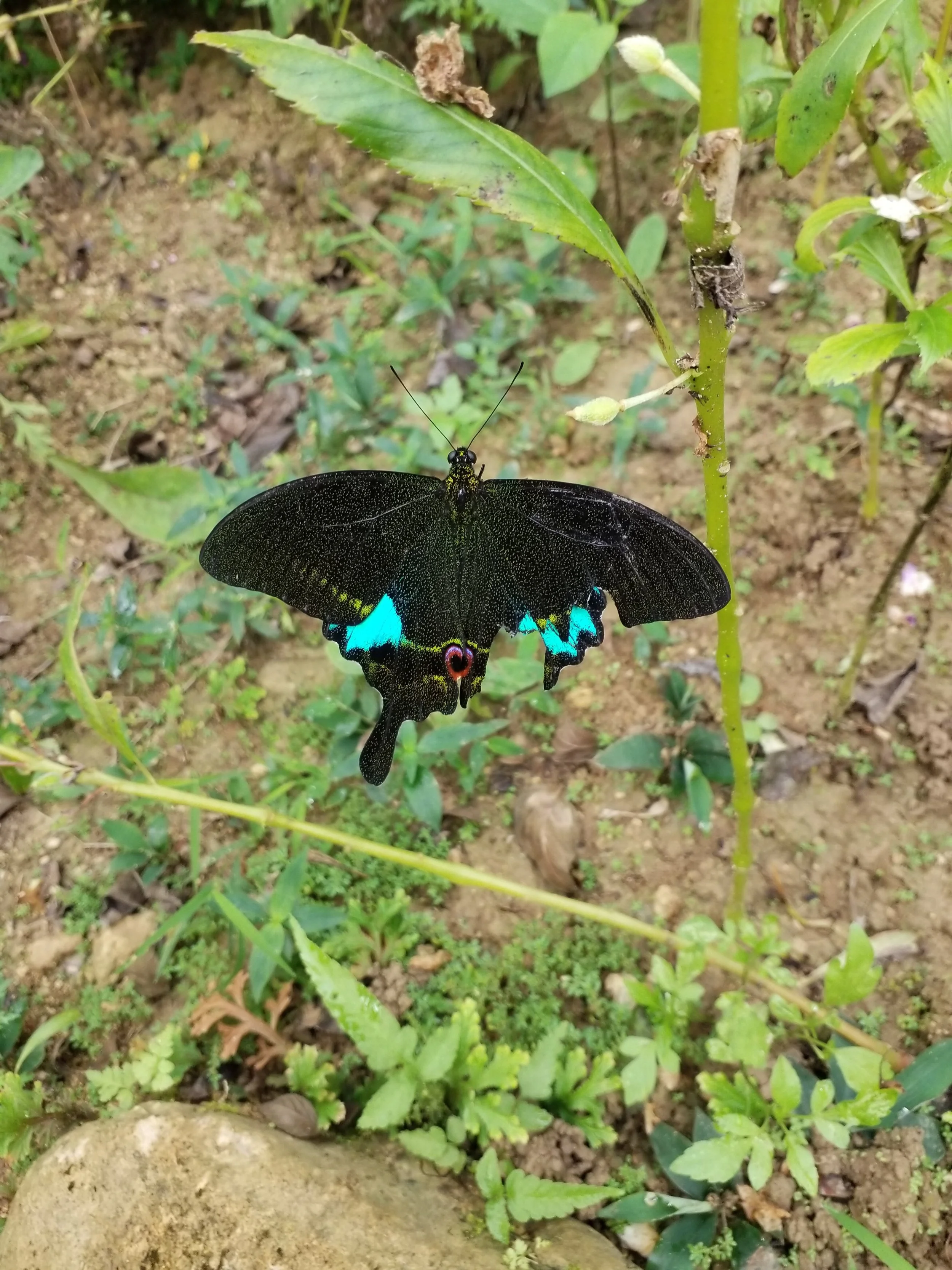 Papilio paris