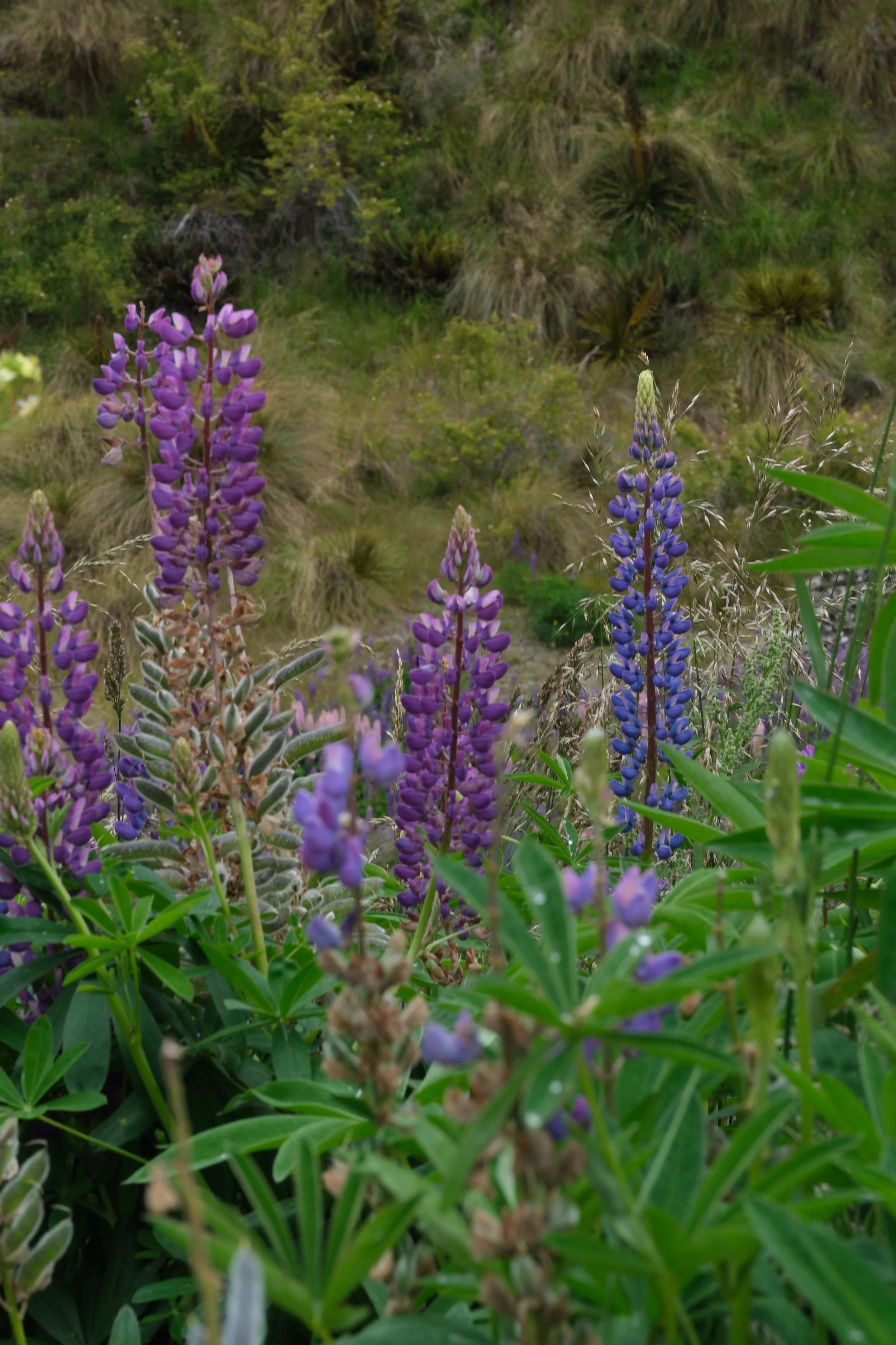 DSCF4690.jpg
