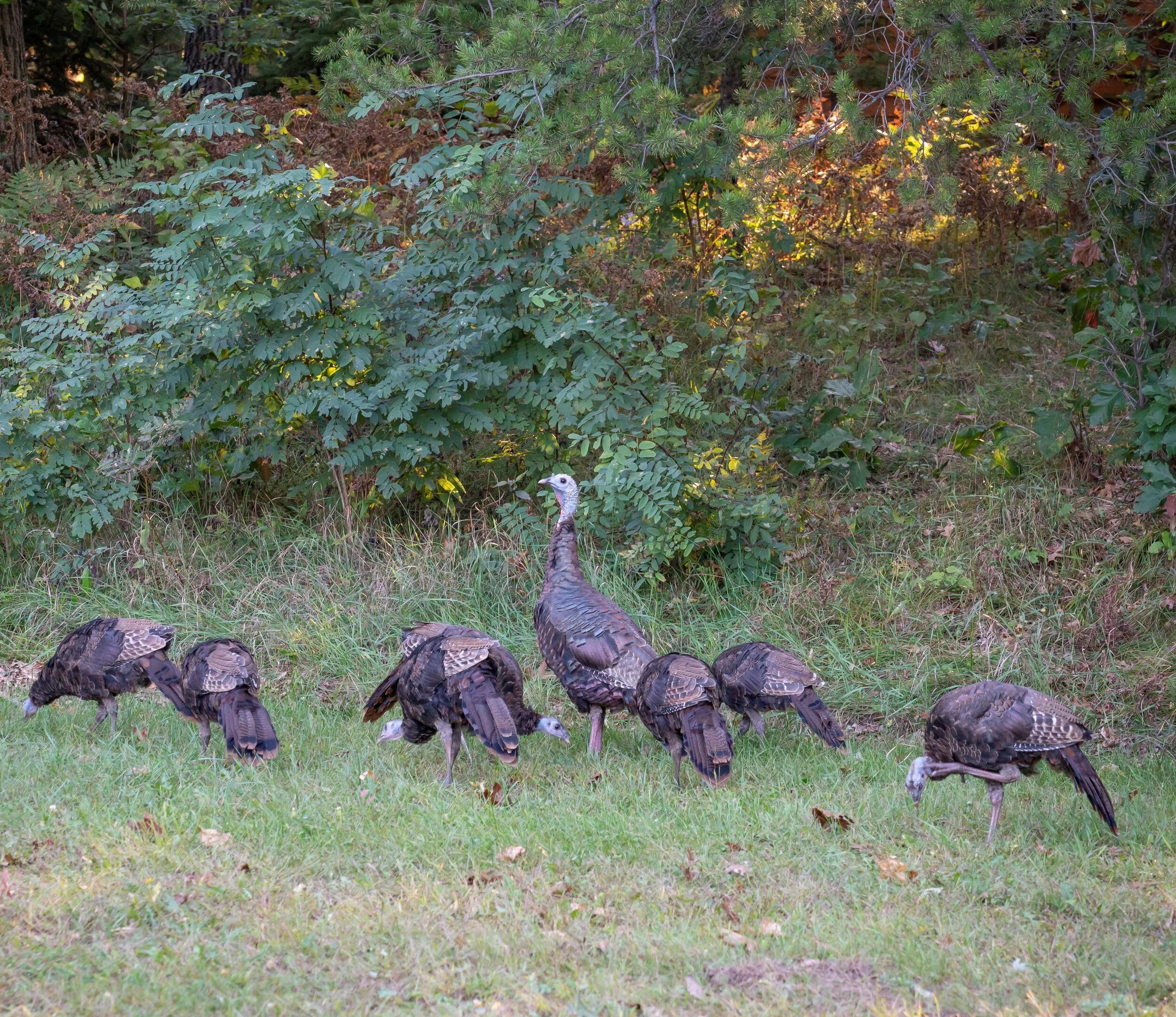 Spring Turkey Season Begins April 15, 2020 — Visit Rome, WI