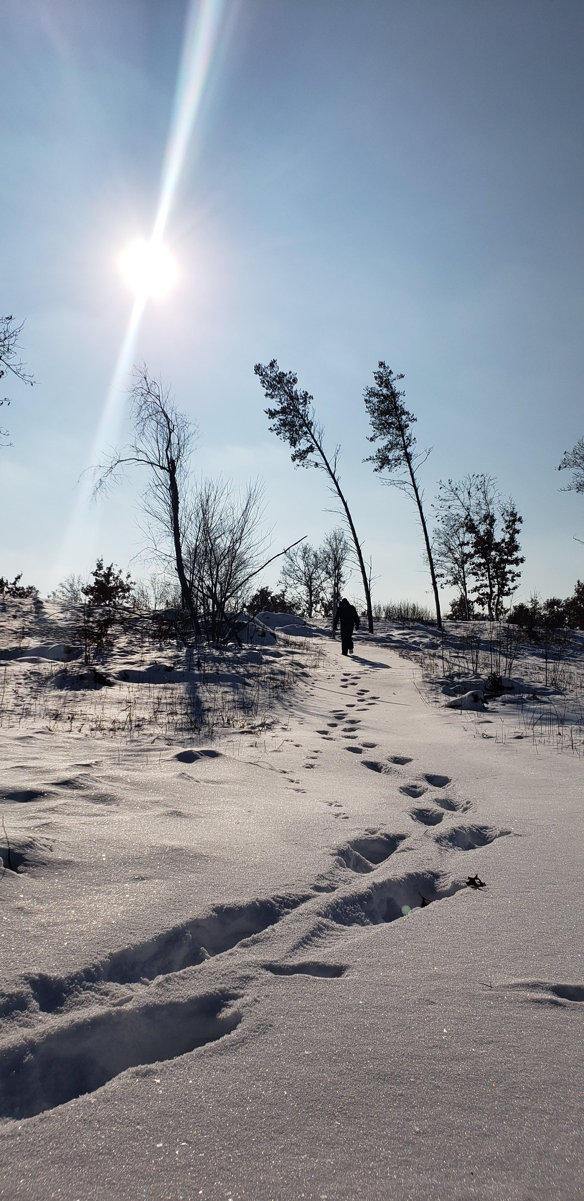Hibernating Is for Bears, Bats, and Bumblebees