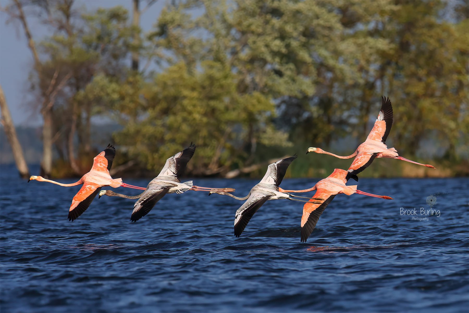 The Flamingos Take Flight