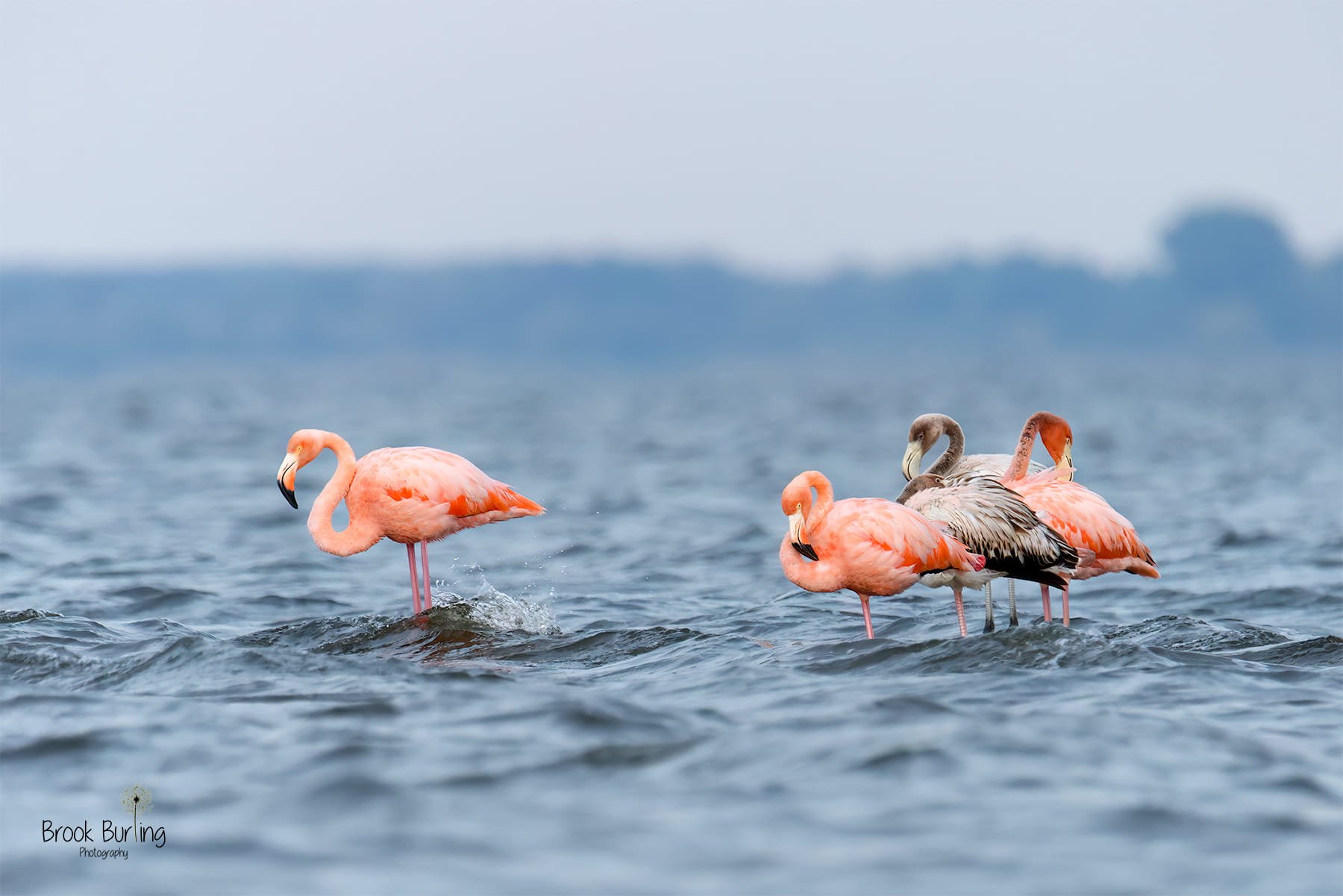 The Flamingos Emerge