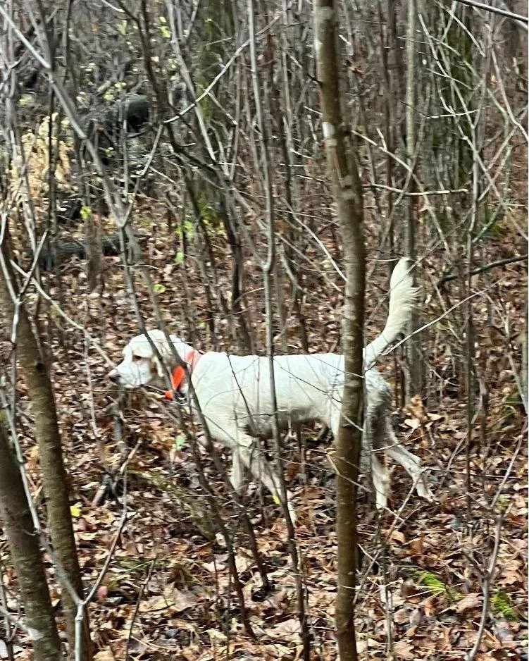 Whether your favorite season is already in swing or if you're counting down until "Opening Day," hunting is a large part of many people's lives not only in Rome, but in Wisconsin itself. Not only is it a fun sport to participate in, but als