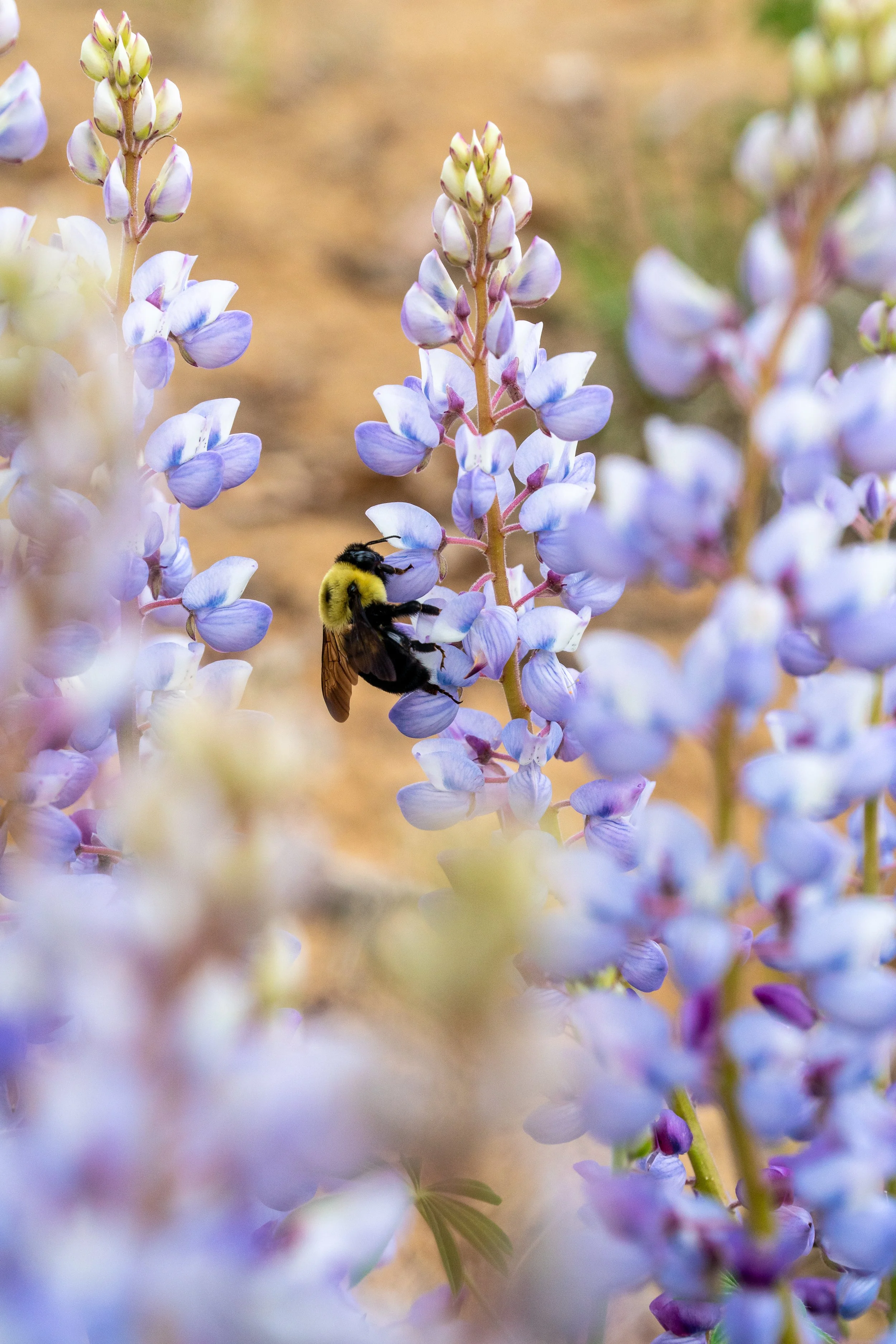 Springing Back to Life