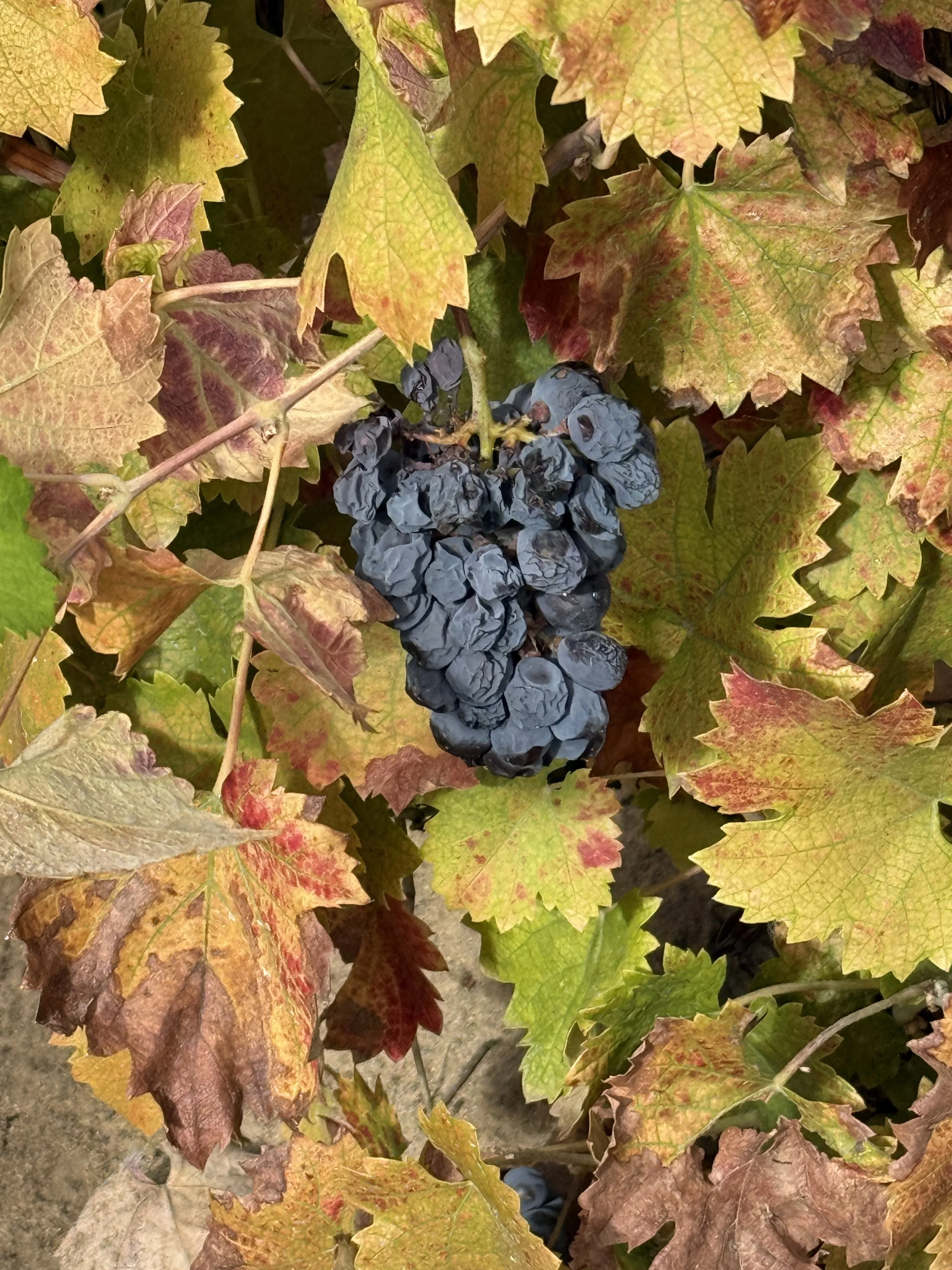Three Wine Company Wine Dinner